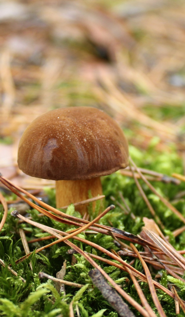 Гриб растет на покрытой зеленым мхом траве