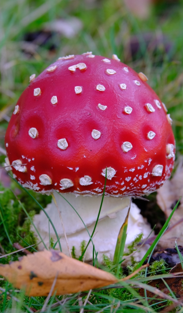 Red fly agaric in green grass with dry leaves