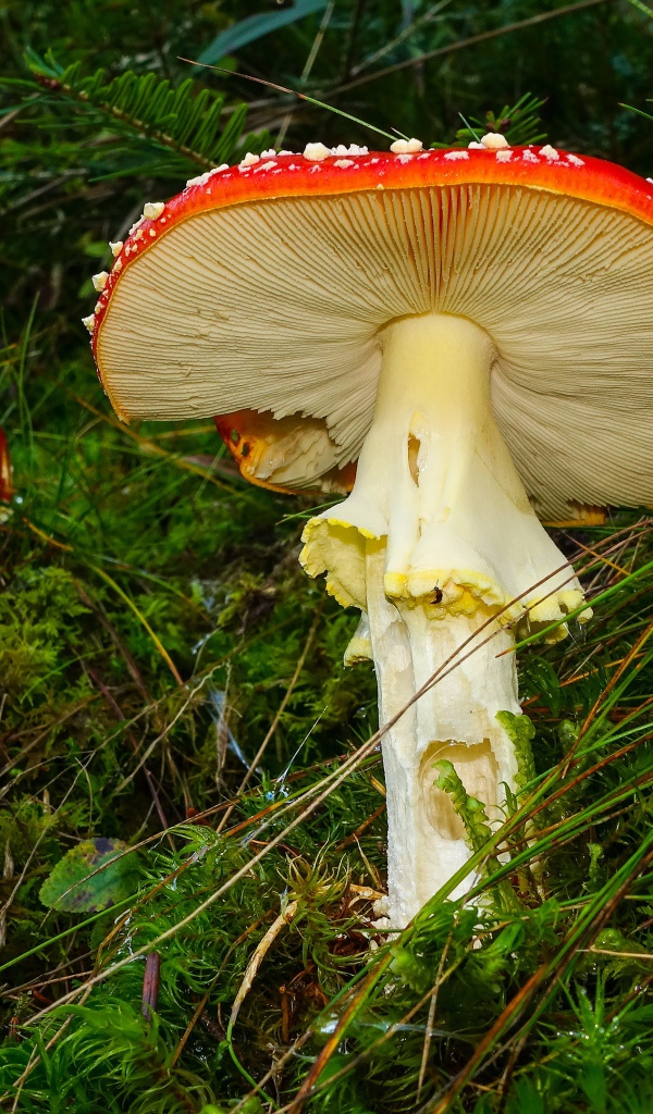 Красные мухоморы в зеленой мокрой траве