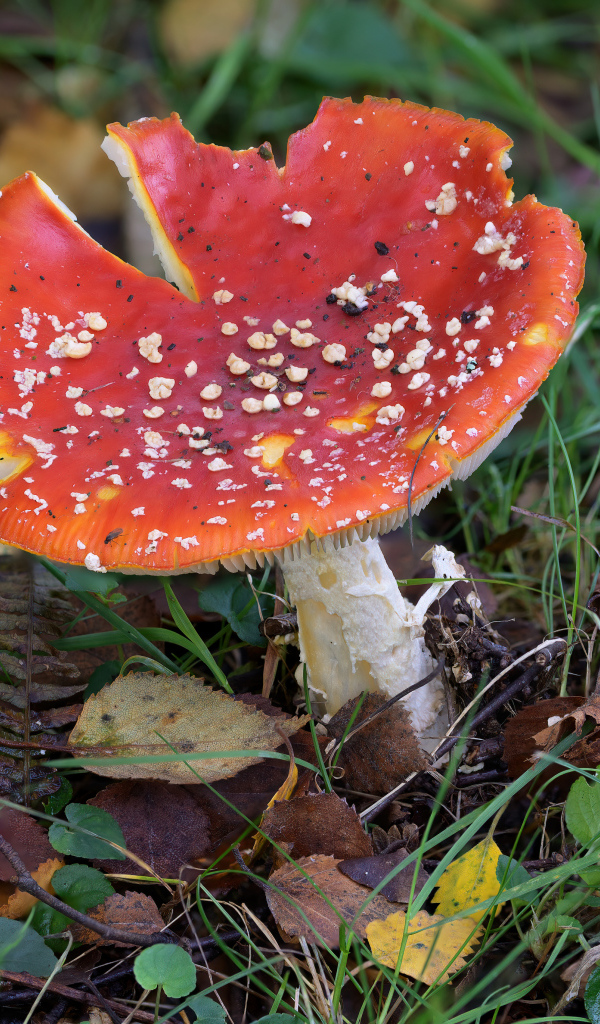 Красный мухомор на земле с опавшими листьями и травой