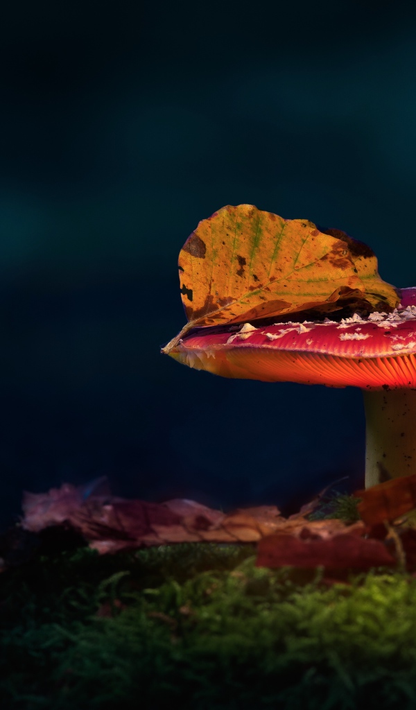 Красный мухомор с осенним листом