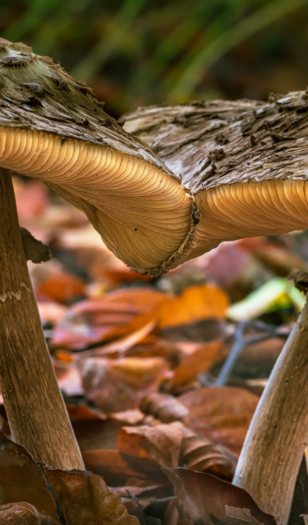 Два больших гриба на земле с опавшими листьями