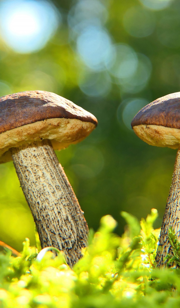 Два гриба растут на зеленом мху 