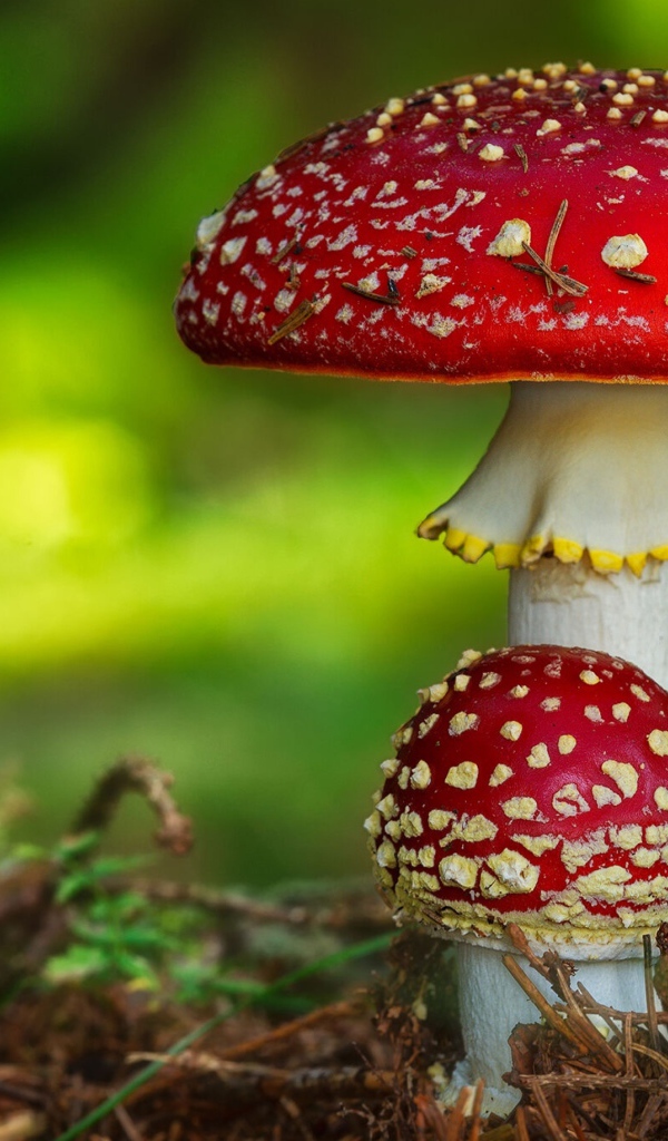 Два красных ярких мухомора растут на земле в лесу