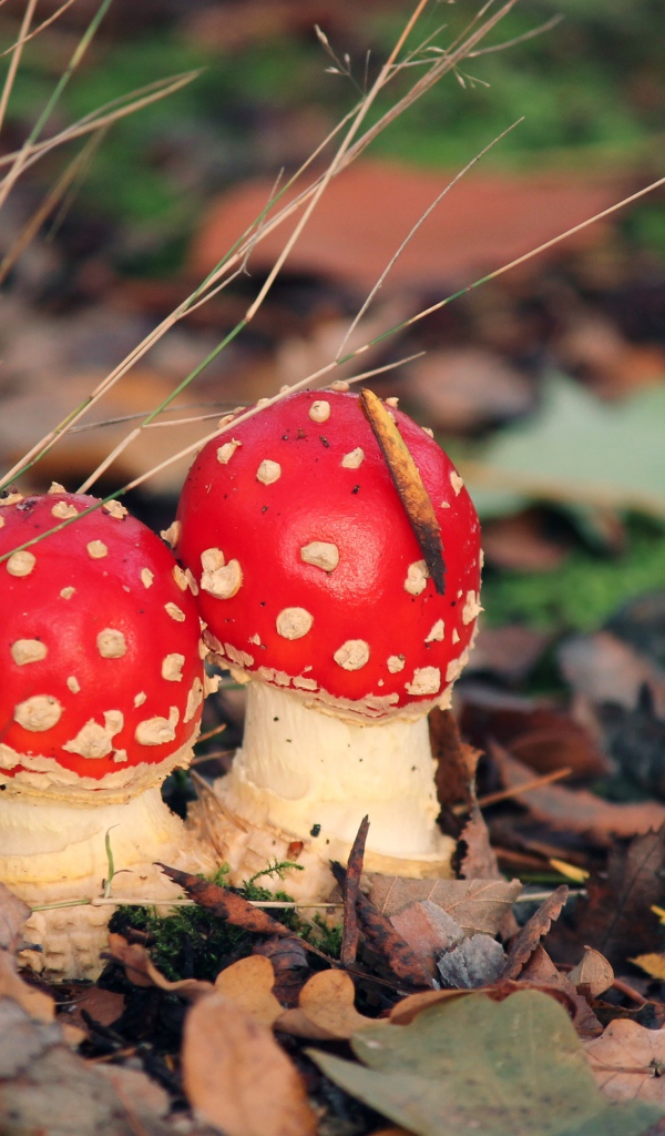 Два красных мухомора в опавших листьях