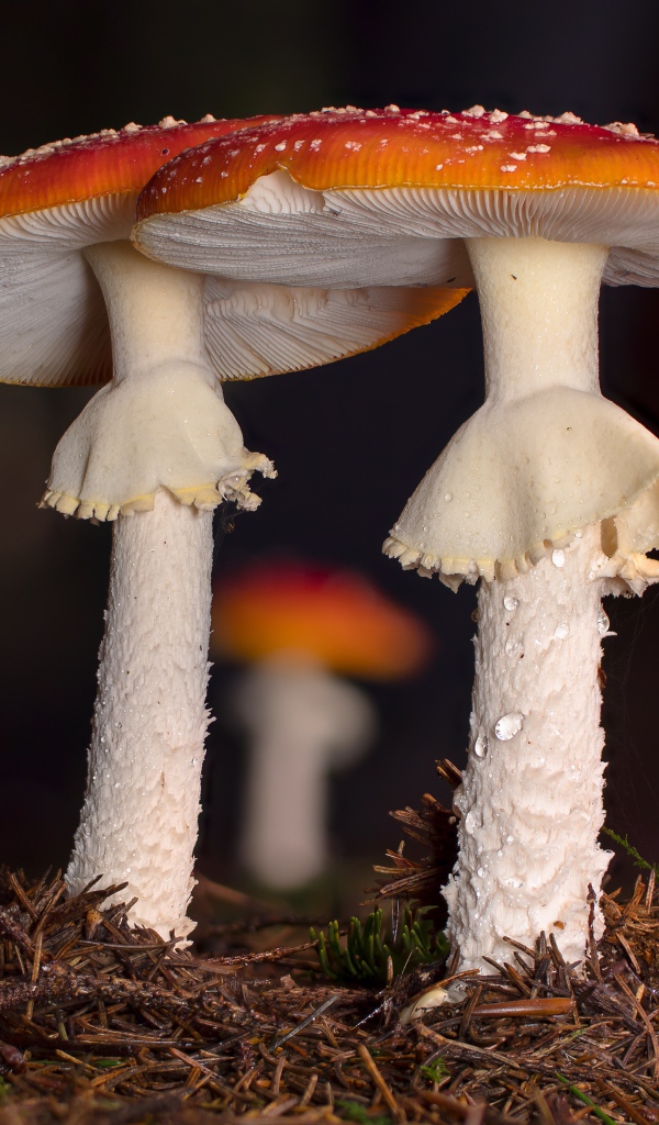 Два красных мухомора в лесу 