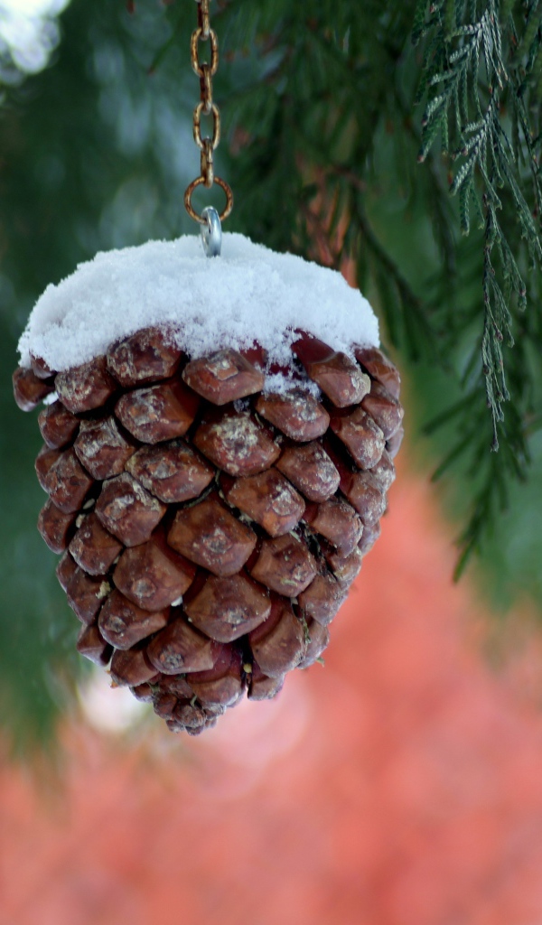 Шишка на цепочке висит на ветке туи 