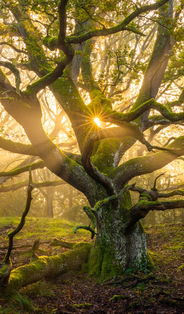 Большое старое дерево в лучах солнца 
