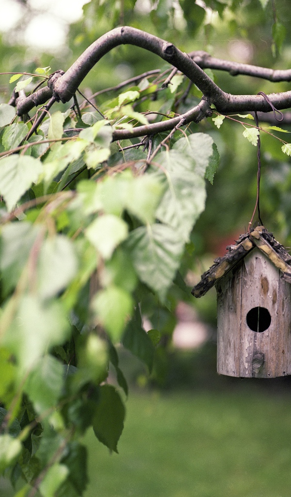 Скворечник на ветке дерева березы 