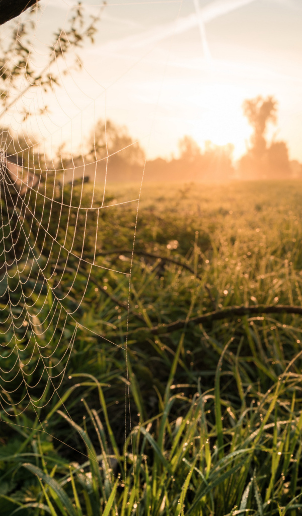 Кружевная паутина на дереве в лучах солнца
