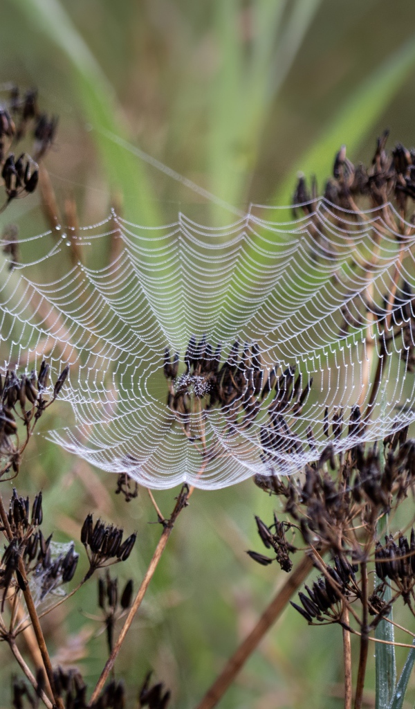 Ажурная паутина на зонтике укропа 