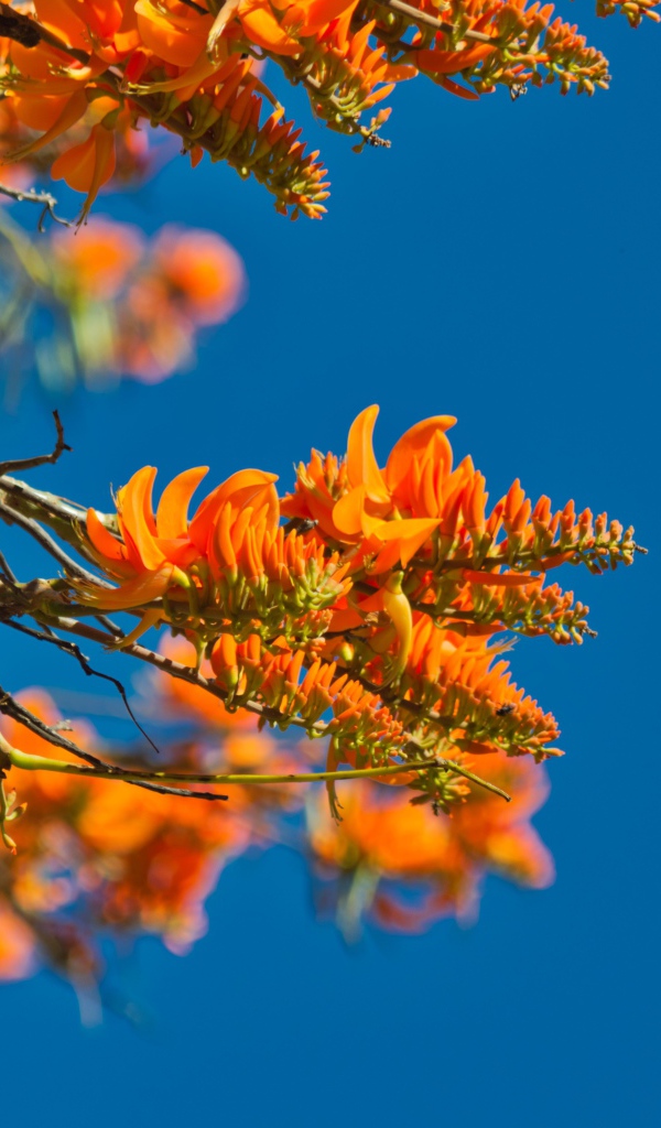 Оранжевые цветы на ветке дерева на фоне голубого неба 
