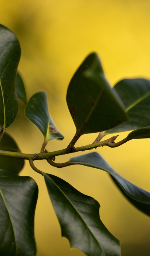 Красные ягоды на ветке с зелеными листьями