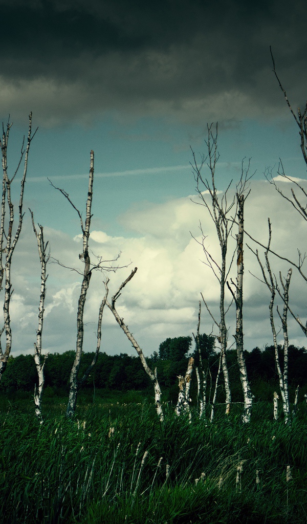 Тонкие березы под грозовым небом 