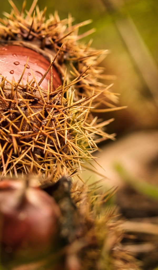 Колючие лесные орехи лежат на земле 