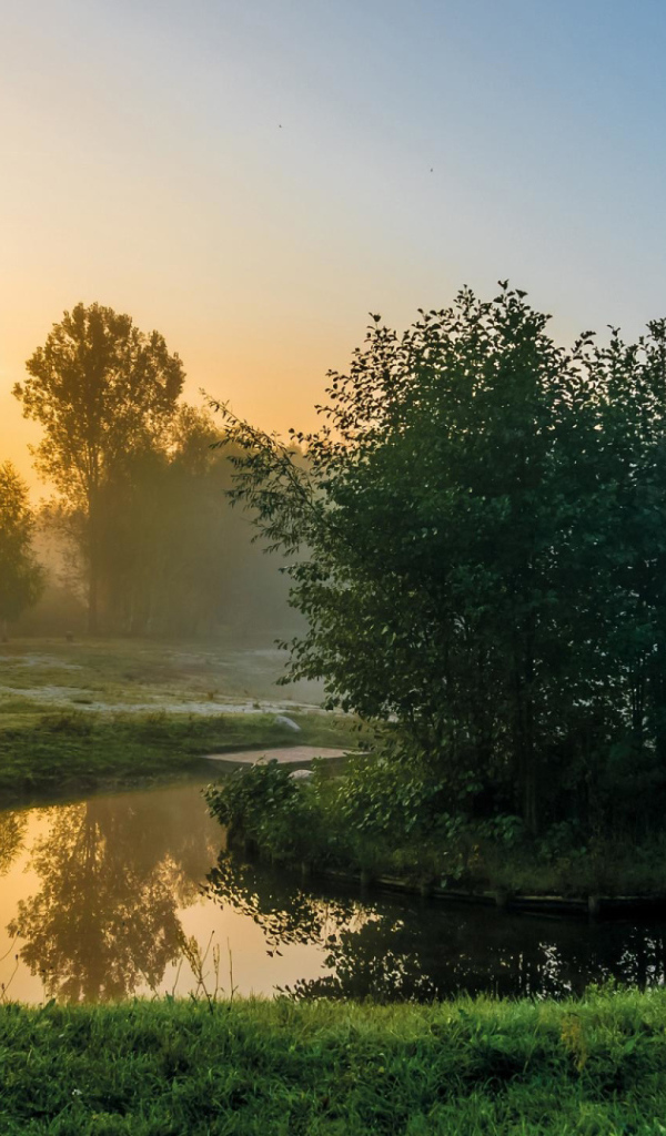 Деревья на островке на реке утром