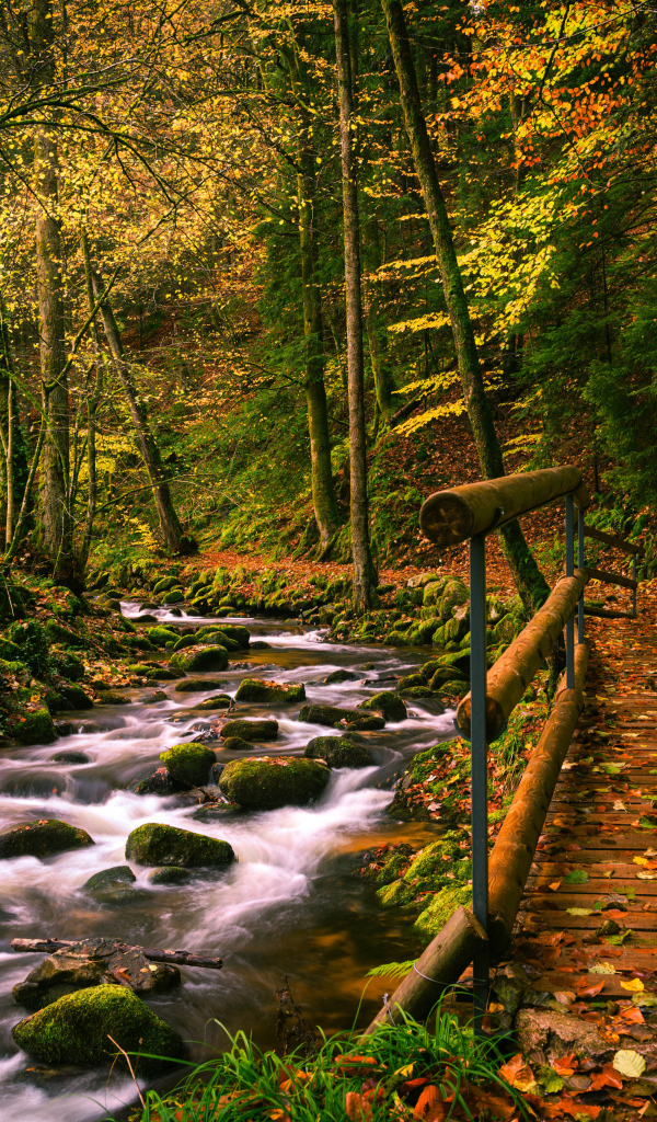 Деревянный мост у ручья в осеннем лесу