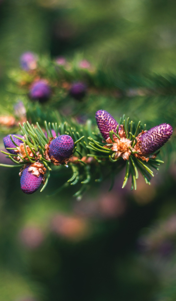 Молодые шишки на зеленой колючей ветке ели