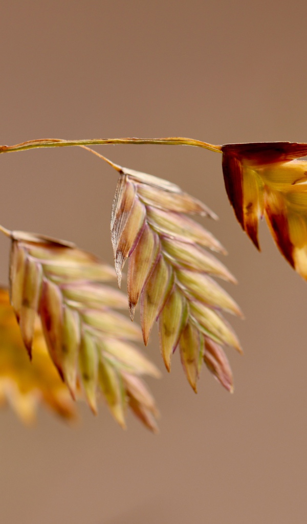 Молодой колосок на коричневом фоне