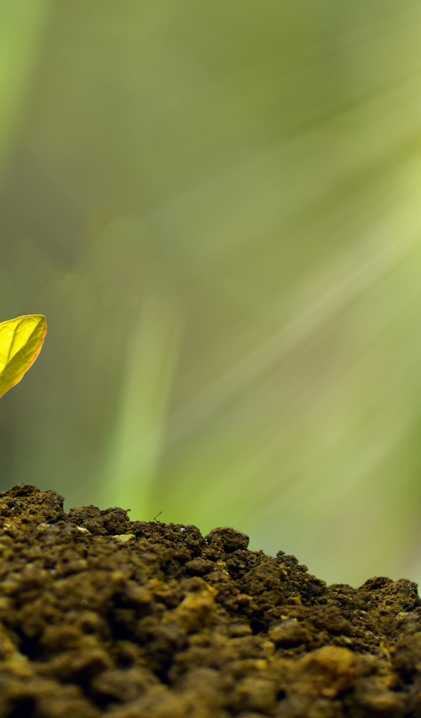 Молодой росток пробивается сквозь землю 