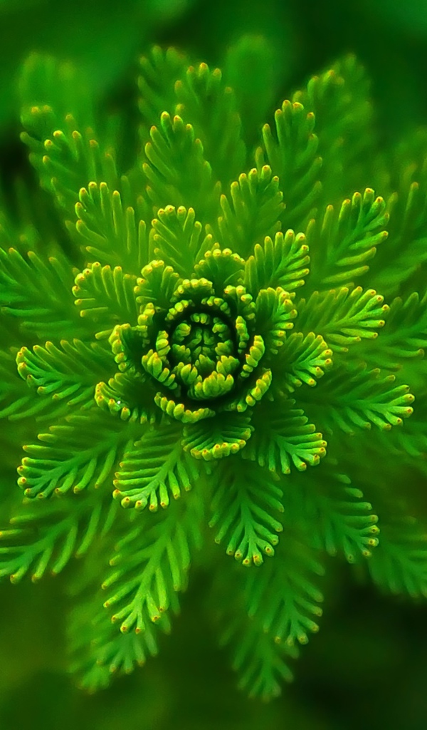 Красивое зеленое растение папоротник крупным планом