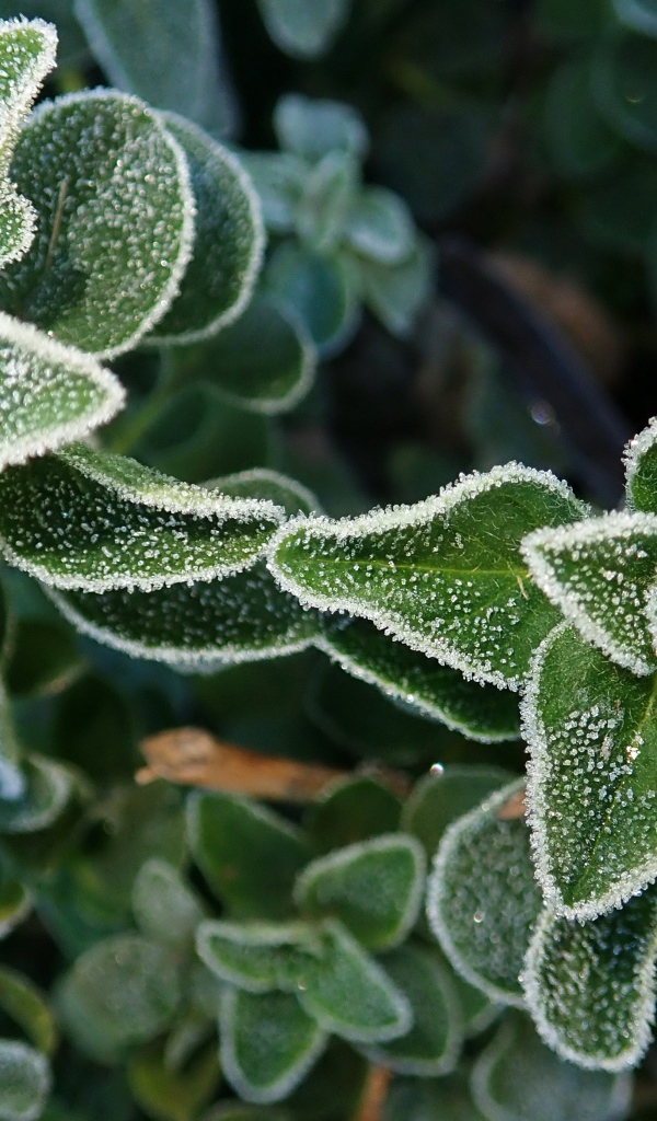 Покрытые инеем зеленые растения