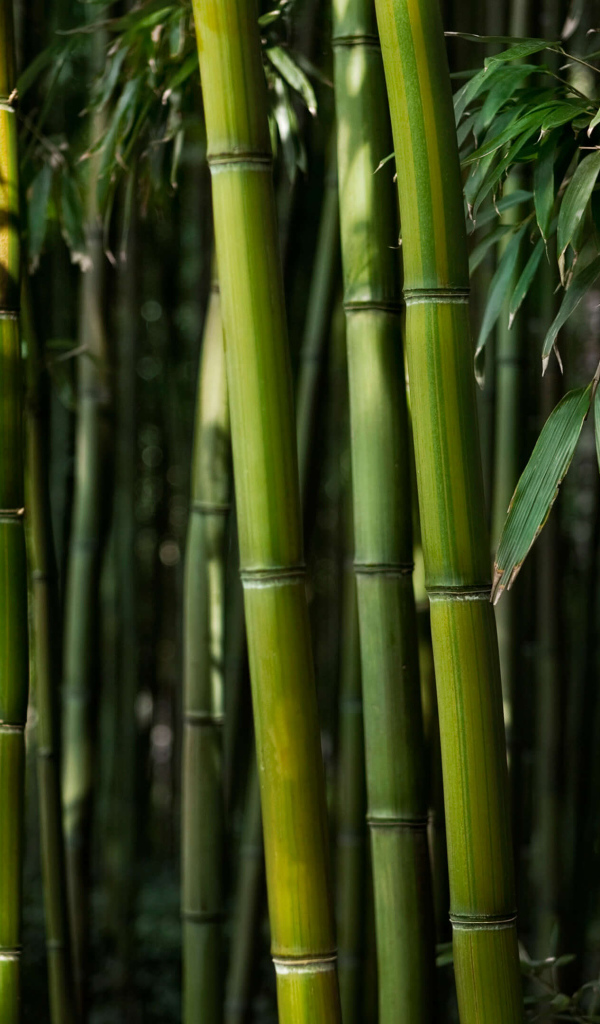 Зеленые стебли бамбука крупным планом
