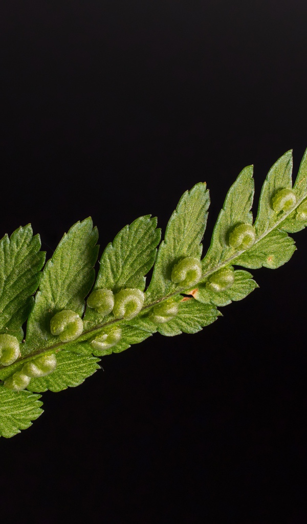 Зеленый лист папоротника на черном фоне 