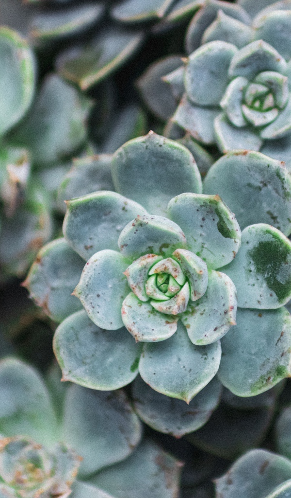 Зеленое растение молодило крупным планом