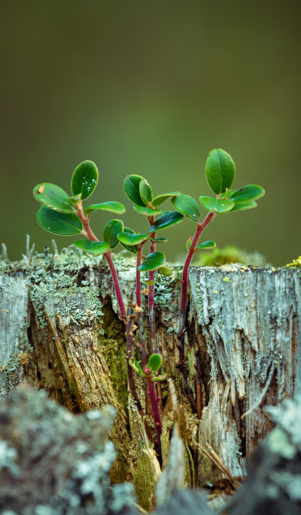 Зеленые растения пробиваются сквозь старый пень 