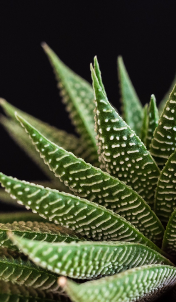 Большое зеленое комнатное растение на черном фоне