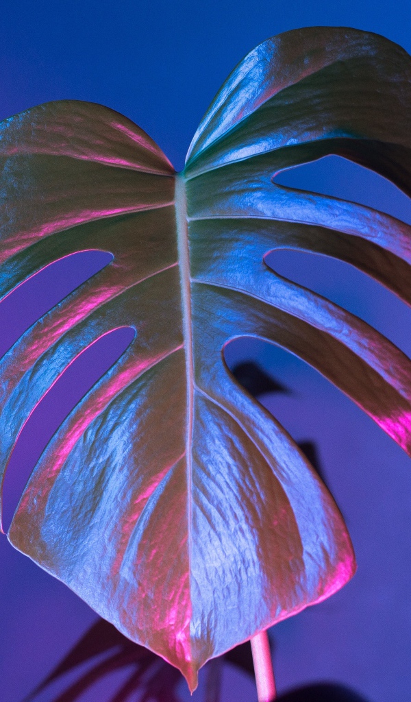 Большой зеленый лист на синем фоне