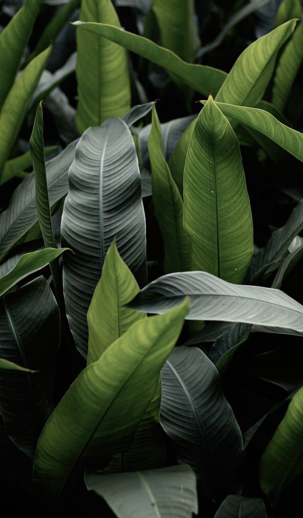 Большие зеленые листья крупным планом