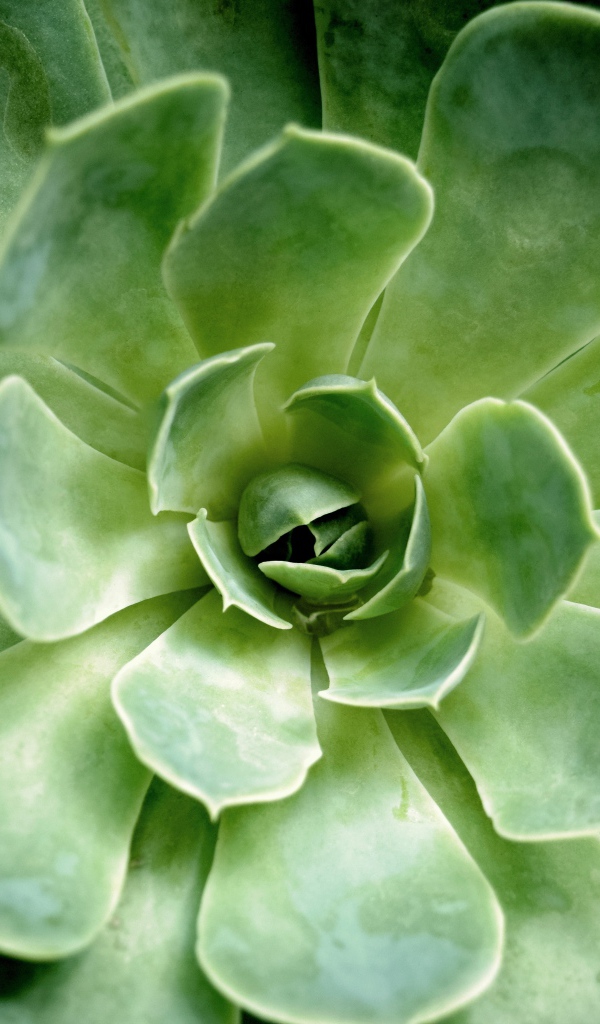 Многолетний зеленый цветок молодило крупным планом 