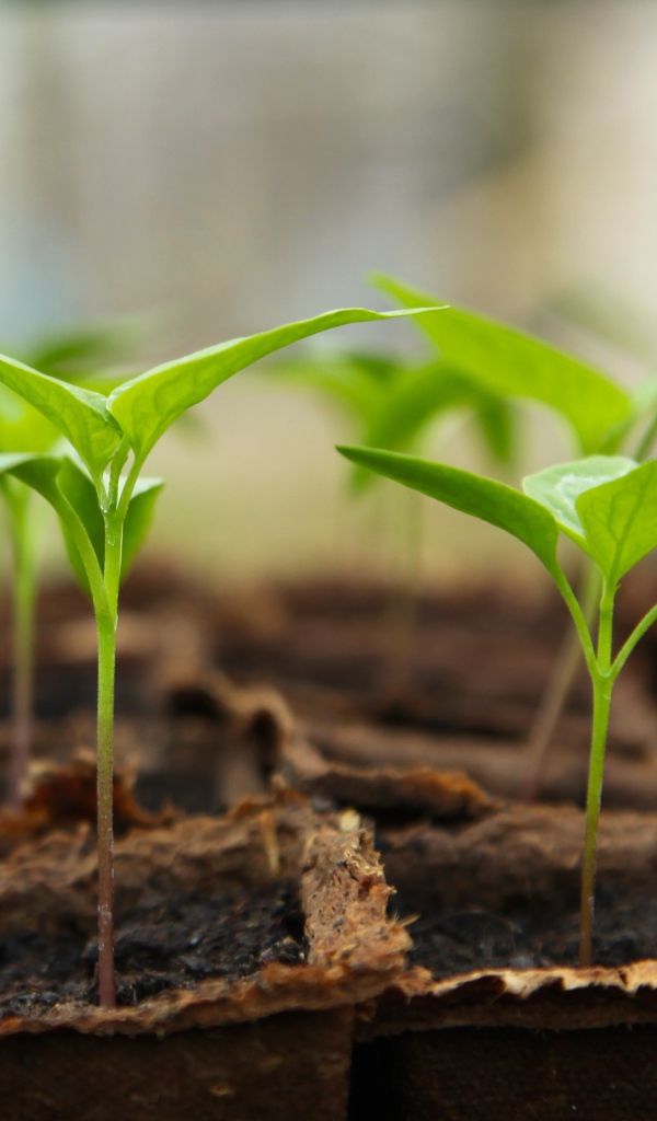 Рассада перца в горшках на окне