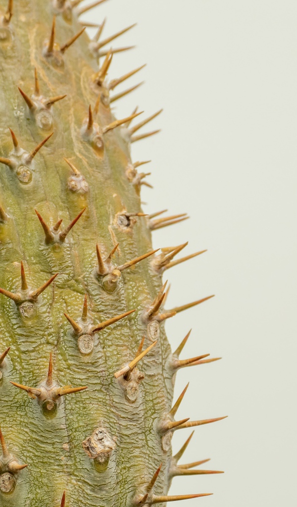 Острые колючки кактуса крупным планом 