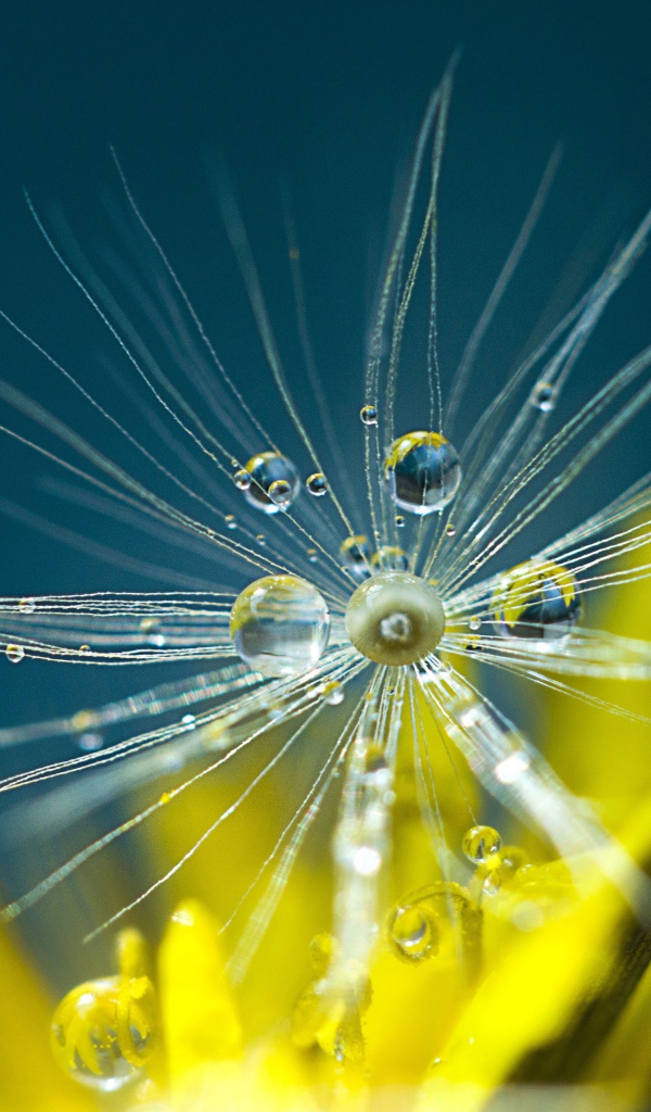 Белые семена одуванчика в каплях росы крупным планом