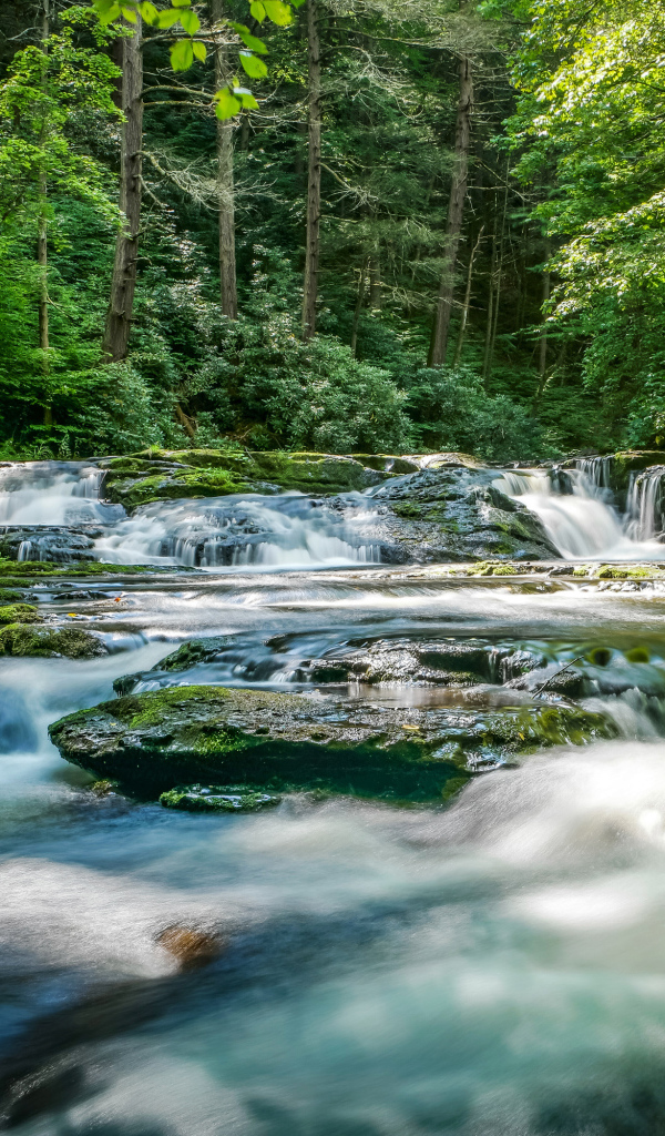 Быстрая река стекает по камням в лесу 
