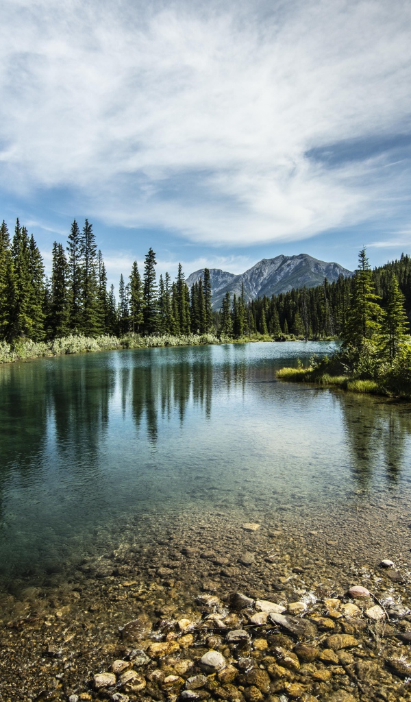 Мелкая река у хвойного леса под красивым небом