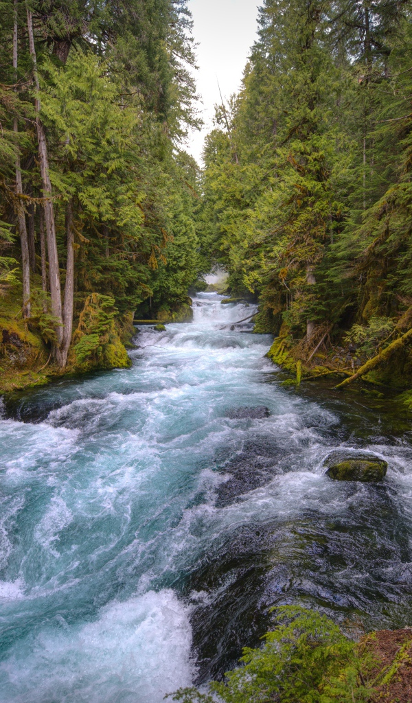 Быстрая холодная река в лесу 