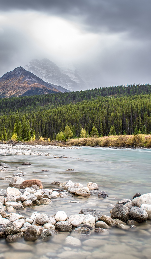 Много камней в реке на фоне гор и хвойного леса