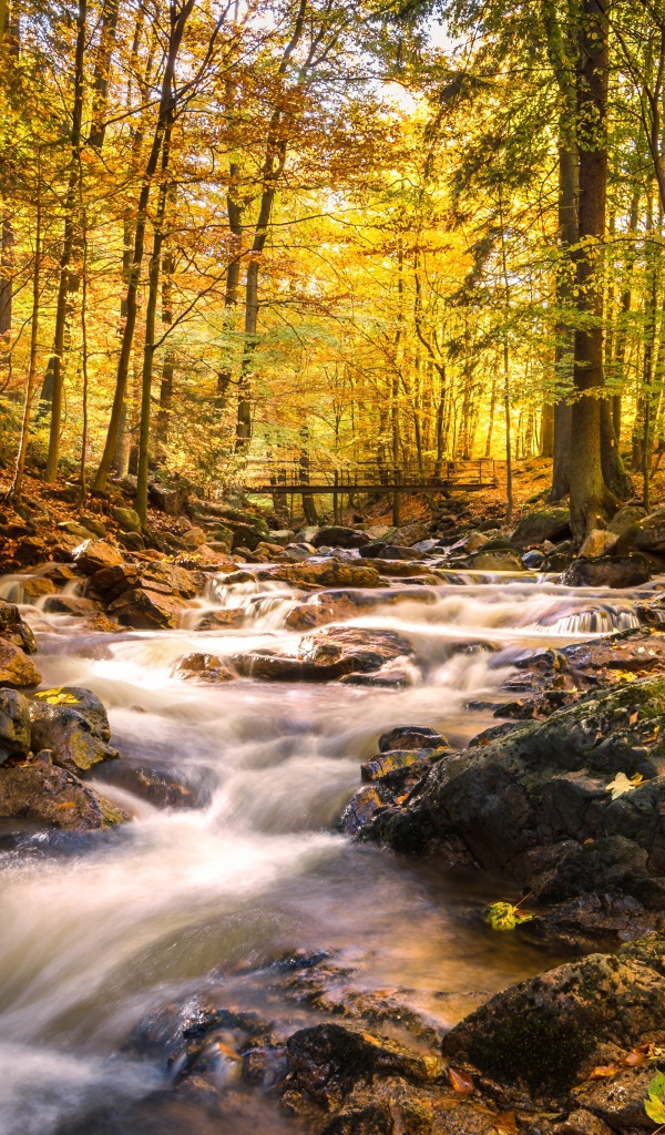 Rapid creek water flows down stones in autumn forest