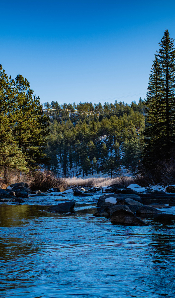 Река с заснеженными берегами в хвойном лесу