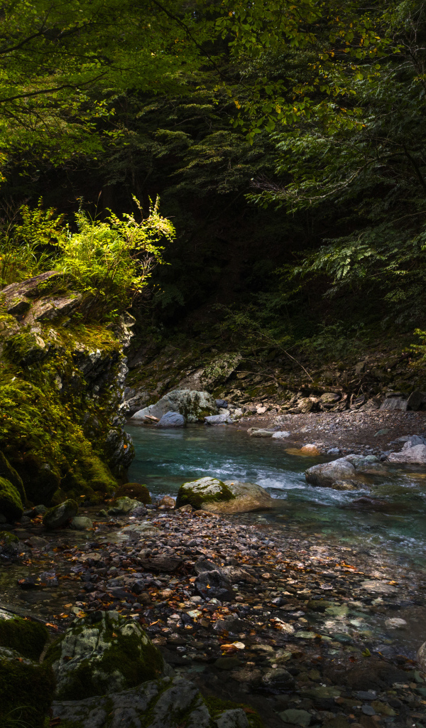 Камни лежат в холодной быстрой реке в лесу 