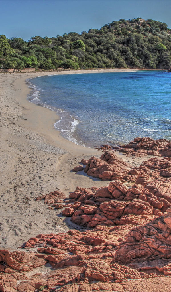 Камни на берегу моря у леса 