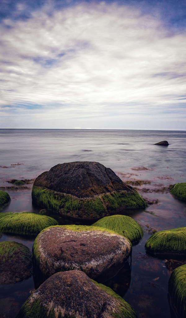 Мокрые покрытые зеленым мхом камни в море 