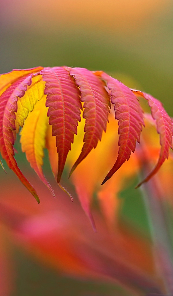 Beautiful bright red autumn leaf