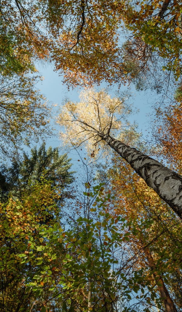 Crowns of tall trees in autumn against the sky
