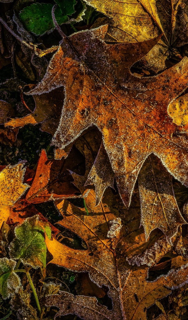 First frost on fallen yellow leaves