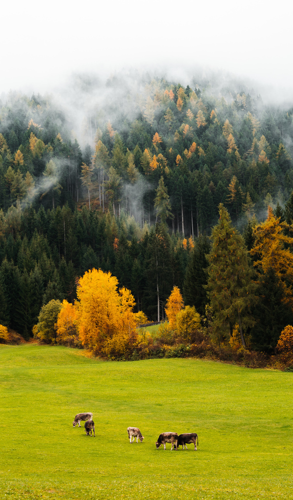Туман над осенним хвойным лесом у зеленой поляны